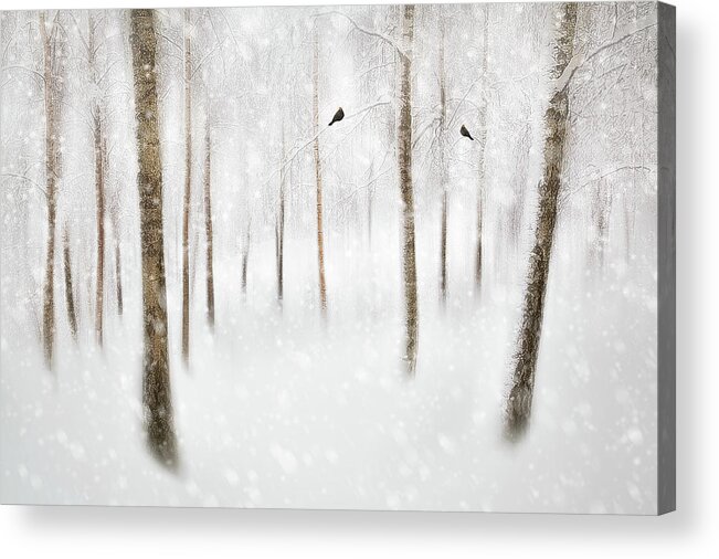 Winter Acrylic Print featuring the photograph Winter Birches by Gustav Davidsson