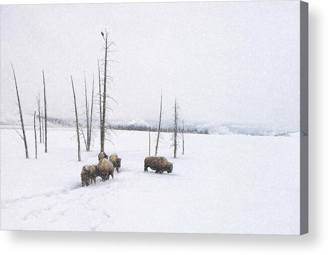 Buffalo Acrylic Print featuring the photograph Winter Buffalo by Ramona Murdock