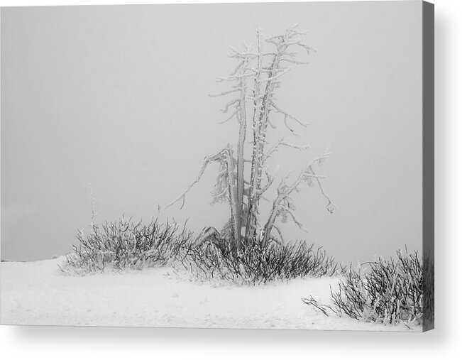 Tree Acrylic Print featuring the photograph Winter frost by Inge Riis McDonald