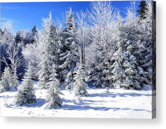 Winter Acrylic Print featuring the photograph Winter Frosted Trees by Thomas R Fletcher