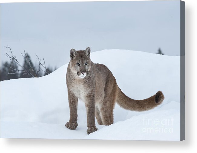 Wildlife Acrylic Print featuring the photograph Winter Mountain Lion by Sandra Bronstein