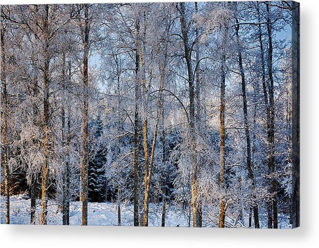 Winter Acrylic Print featuring the photograph Winter Nature Ans Scenery by Christian Lagereek