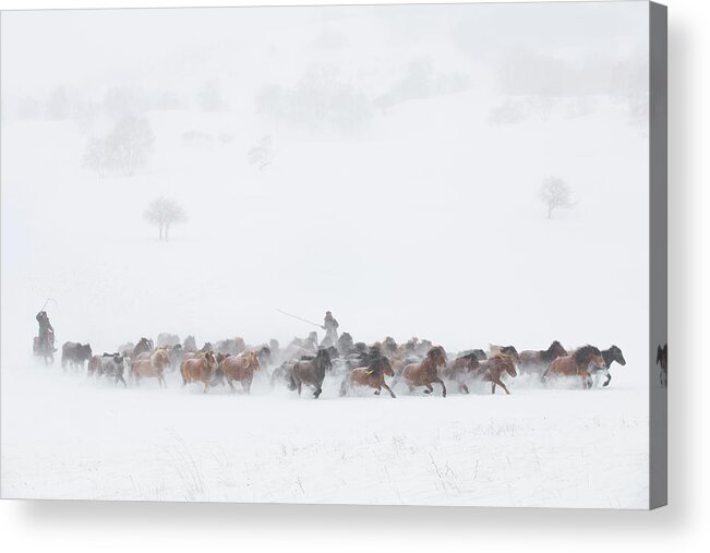 Horse Acrylic Print featuring the photograph Winter Pastures by Tony Xu