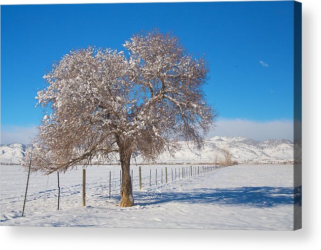 Tree Acrylic Print featuring the photograph Winter Season On The Range Snow and Blue Sky by James BO Insogna