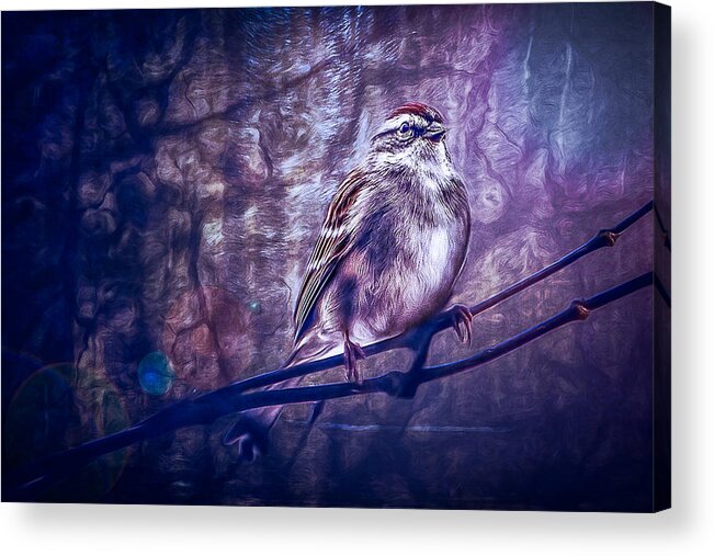 Sparrow Acrylic Print featuring the photograph Winter Sparrow by Joshua Minso