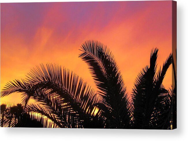 Palm Tree Acrylic Print featuring the photograph Winter Sunset by Tammy Espino