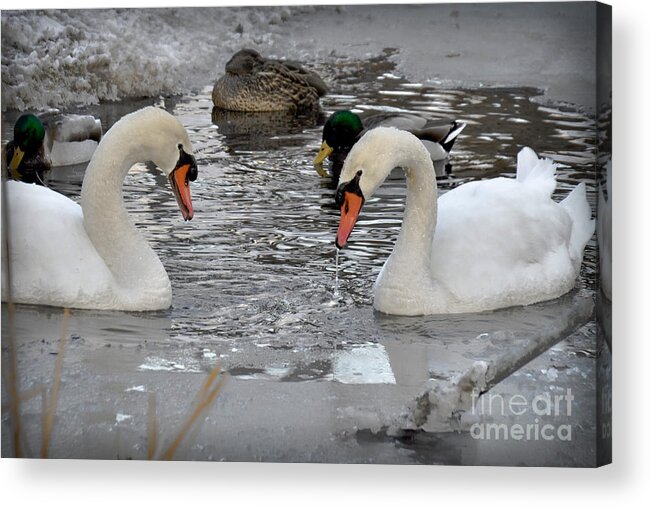 Swan Acrylic Print featuring the photograph Winter Swans by Gary Keesler