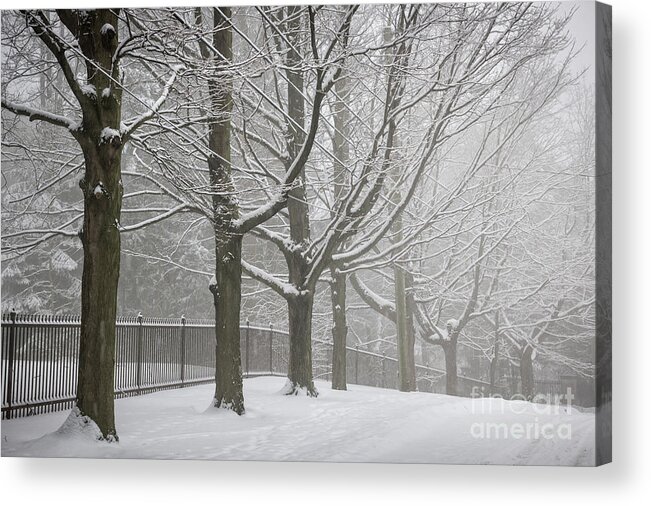 Road Acrylic Print featuring the photograph Winter trees and road by Elena Elisseeva