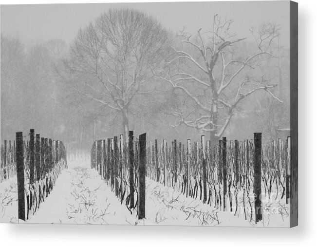 Winter Snowstorm Acrylic Print featuring the photograph Winter Wine by Steven Macanka