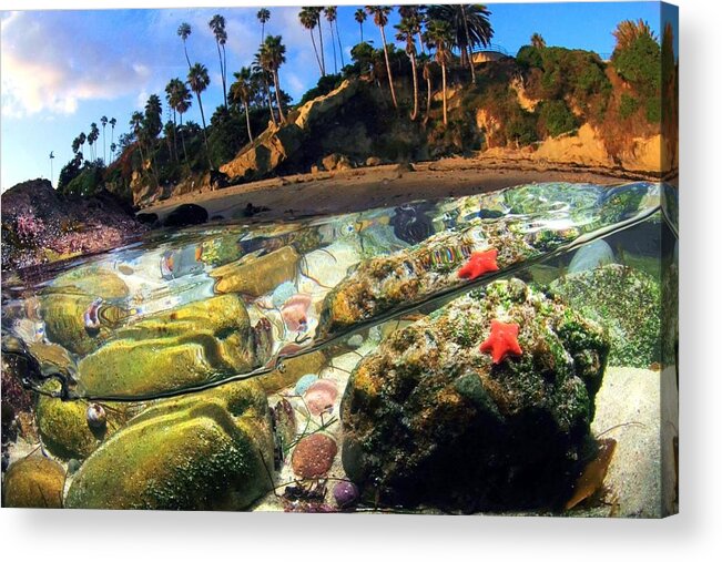 Tidepool Tide Coast Ocean Underwater Water Starfish Rocks Palm Trees Beach California Laguna orange County Sunny Reflection Blue Sky Green Red bat Star Acrylic Print featuring the photograph Winter's Afternoon by Dale Kobetich by California Coastal Commission