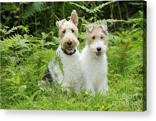 Dog Acrylic Print featuring the photograph Wire Fox Terriers by John Daniels