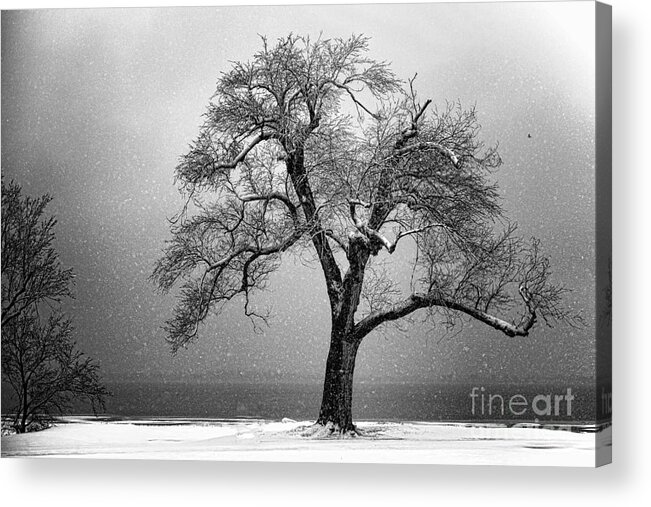 Tree Acrylic Print featuring the photograph Withstanding by Betty LaRue