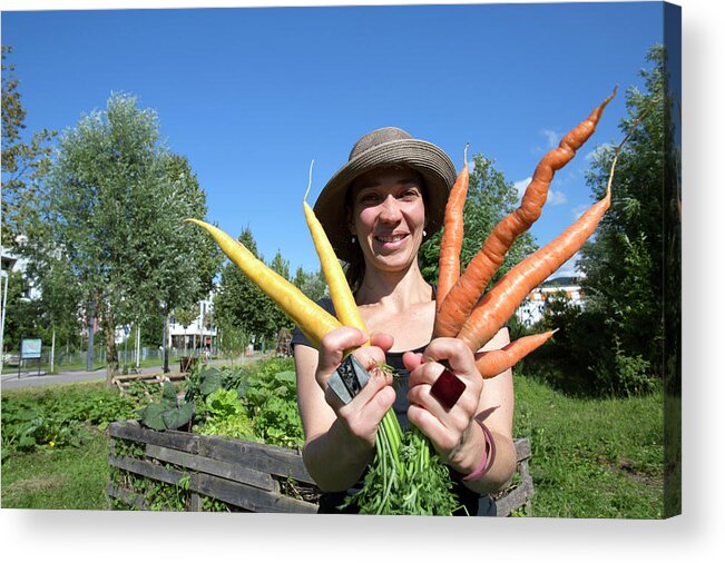 One Person Acrylic Print featuring the photograph Woman Holding Carrots by Gombert, Sigrid