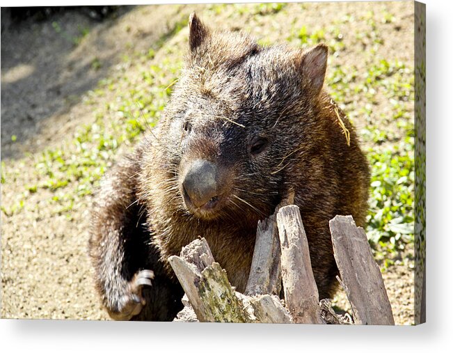 A Wombat Sitting on Top of a Grass Covered Field in Tasmania Stock Photo -  Image of mammal, bush: 226761384