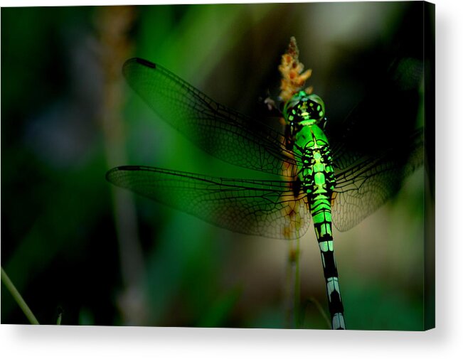 Dragonfly Acrylic Print featuring the photograph Wonderland by David Weeks