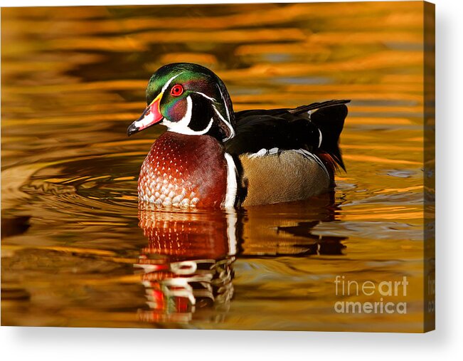 Wood-duck Acrylic Print featuring the photograph Wood-drake on the golden light by Mircea Costina Photography