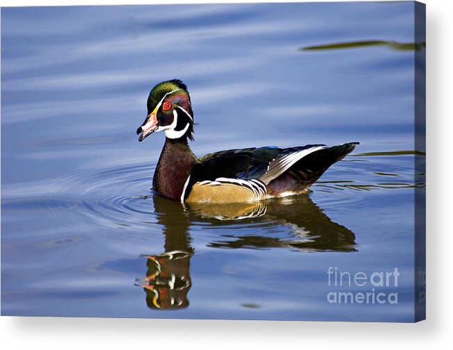 Wood Acrylic Print featuring the photograph Wood Duck - D008582 by Daniel Dempster