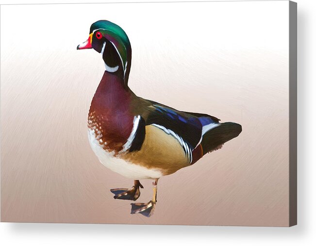 Wood Duck Acrylic Print featuring the digital art Wood Duck Duck by John Haldane