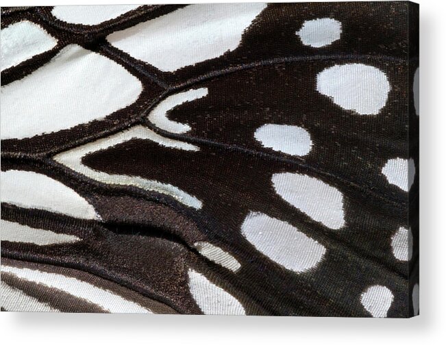 Insect Acrylic Print featuring the photograph Wood Nymph Butterfly Wing Markings by Nigel Downer