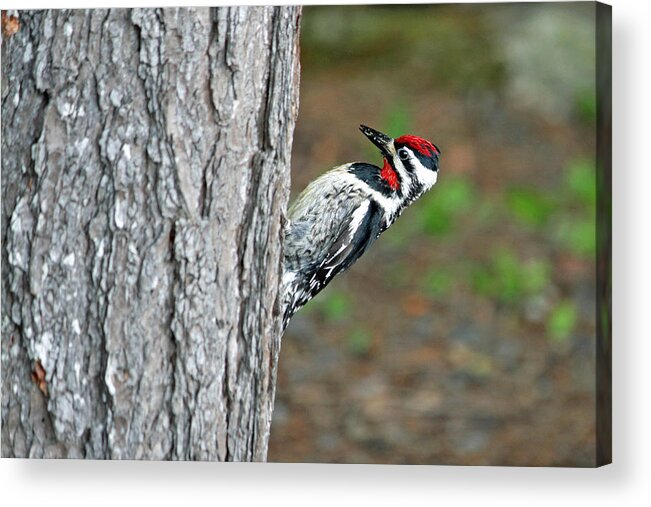 Woodpecker Acrylic Print featuring the photograph Woodpecker by Barbara West