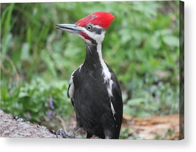 Woodpecker Acrylic Print featuring the photograph Woody by Ruth Kamenev