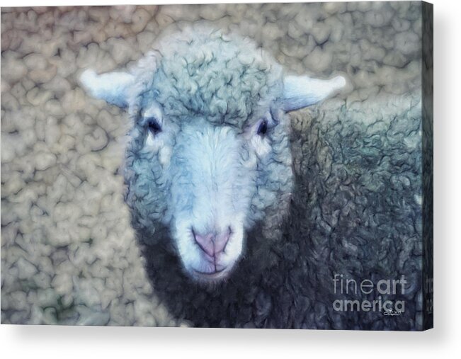 Photo Acrylic Print featuring the photograph Wooly and Cuddly by Jutta Maria Pusl