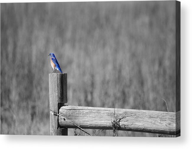 Birds Are Among My Favorite Critters To Photograph. This Little Blue Bird Looked So At Peace. And It Put Me At Peace Acrylic Print featuring the photograph World of Blue by Spencer Hughes