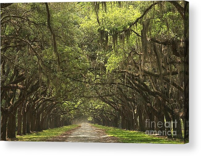 Avenue Of The Oaks Acrylic Print featuring the photograph Wormsloe Avenue Of The Oaks by Adam Jewell