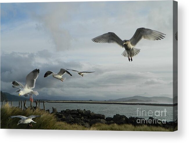 Birds Acrylic Print featuring the photograph Wow Seagulls 2 by Gallery Of Hope 