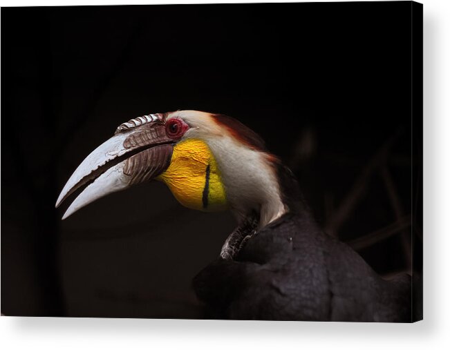Zoo Acrylic Print featuring the photograph Wreathed Hornbill by Eugene Campbell