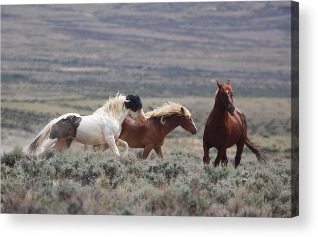 Mustang Acrylic Print featuring the photograph Wyoming Mustangs by Jean Clark