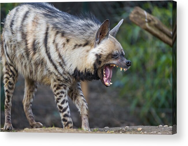 Yawning Acrylic Print featuring the photograph Yawning striped hyena by Picture by Tambako the Jaguar