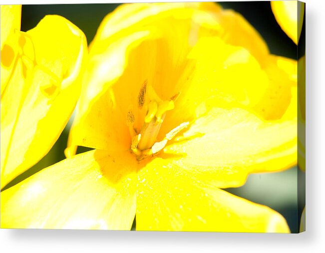 Tulips Acrylic Print featuring the photograph Yellow 01 by Keith Thomson