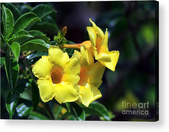 Flower Acrylic Print featuring the photograph Yellow Allamanda by Teresa Zieba