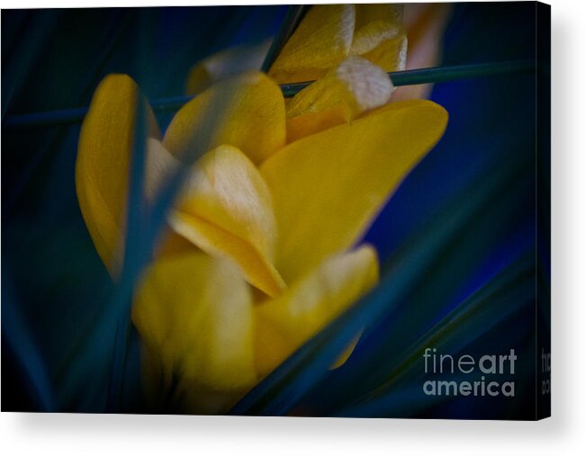 Yellow Acrylic Print featuring the photograph Yellow and Blue by Joel Loftus