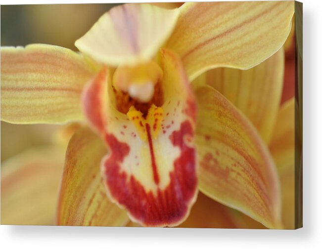 Orchid Acrylic Print featuring the photograph Yellow and Red Orchid by Sue Morris
