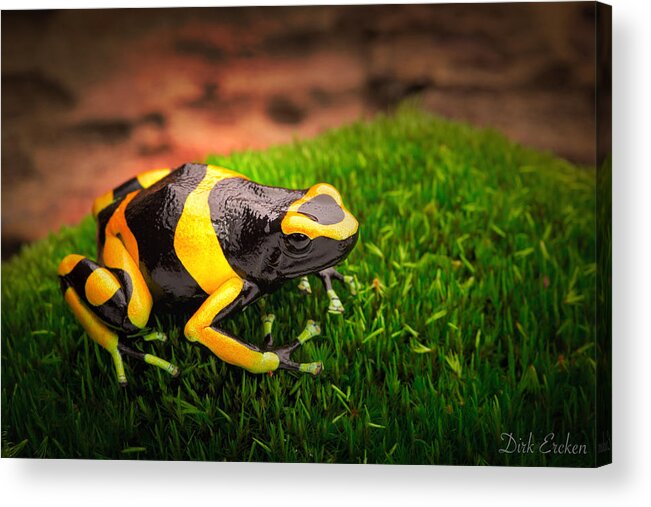Yellow Frog Acrylic Print featuring the photograph Yellow Banded Poison Dart Frog by Dirk Ercken