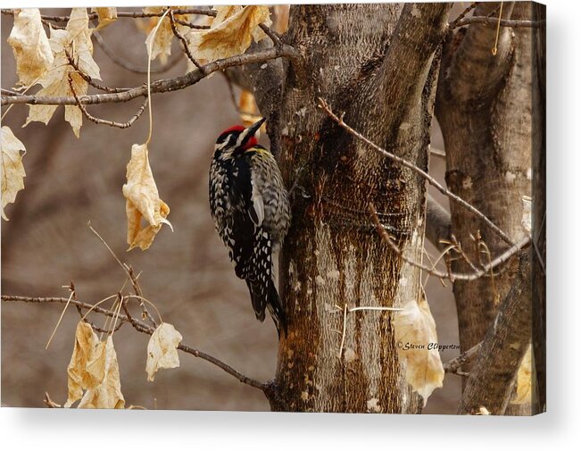 Bird Acrylic Print featuring the photograph Yellow-bellied Sapsucker 2 by Steven Clipperton