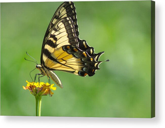 Butterfly Acrylic Print featuring the photograph Yellow Butterfly by Shannon Harrington