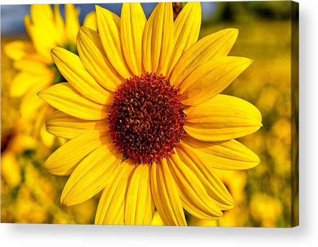 Flowers Macro Sunflower Yellow Nature Scenic California eastern Sierra Acrylic Print featuring the photograph Yellow by Cat Connor