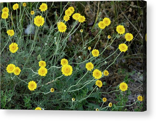 Yellow Chamomile Acrylic Print featuring the photograph Yellow Chamomile (anthemis Tinctoria) by Bob Gibbons/science Photo Library