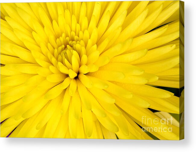 Vibrant Color Acrylic Print featuring the photograph Yellow Chrysanthemum by Pattie Calfy
