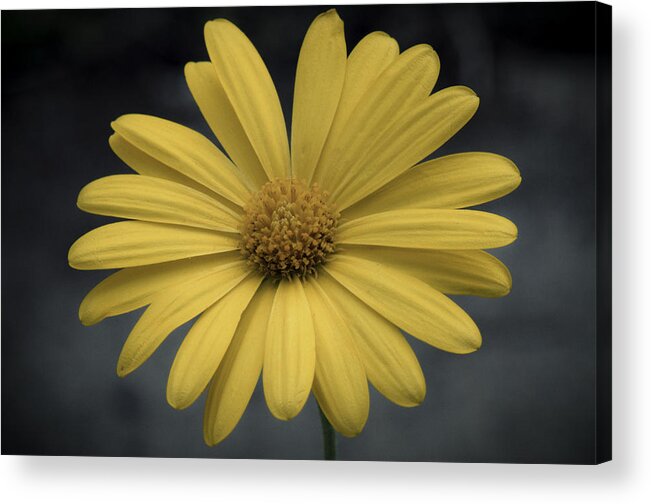Daisy Acrylic Print featuring the photograph Yellow Daisy by Charles Feagans