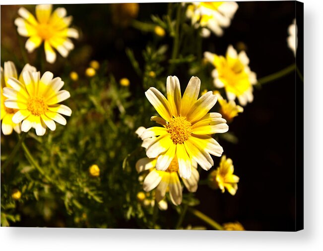  Acrylic Print featuring the photograph Yellow Dasies by James Gay