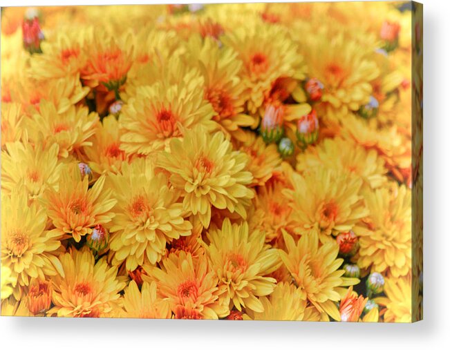 Mums Acrylic Print featuring the photograph Yellow Fall Mums by Beth Venner