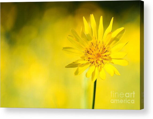 Flower Acrylic Print featuring the photograph Yellow flower by Christine Sponchia