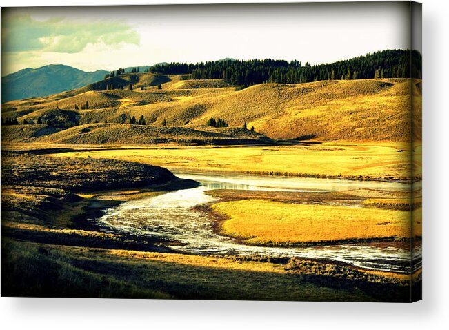 Yellowstone National Park Acrylic Print featuring the photograph Yellow Grass of Yellowstone by Lisa Holland-Gillem