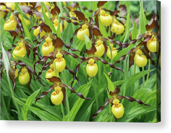 Yellow Lady''ss Slipper Orchid Acrylic Print featuring the photograph Yellow Lady's Slipper Orchid (cypripedium Calceolus) by Adrian Thomas/science Photo Library
