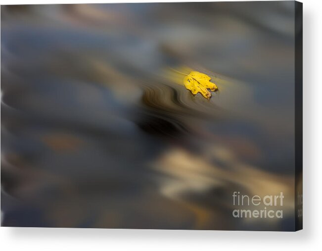 Leaf Acrylic Print featuring the photograph Yellow leaf floating in water by Dan Friend