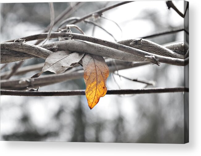 Yellow Acrylic Print featuring the photograph Yellow Leaf by Sharon Popek